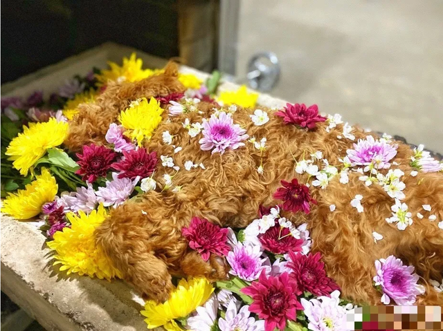 寵物去世，你會花幾十萬元去克隆嗎？