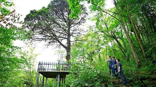 重慶開州法院開展古樹保護(hù)普法宣傳活動