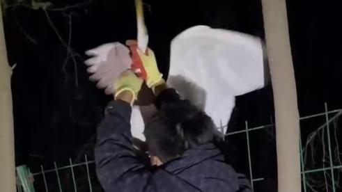 熱心市民出手解救   大白鷺重獲自由