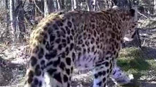 紅外相機數據回傳，科技助力野生動物保護