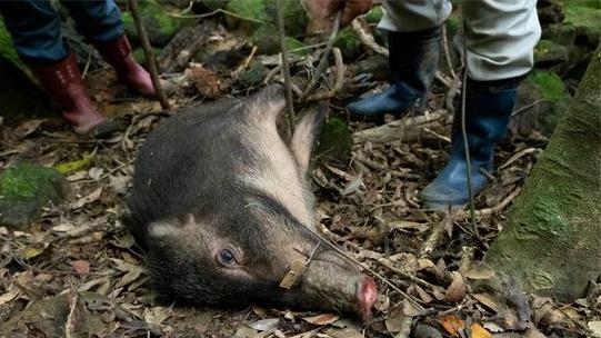 野豬肉為何不能成為“盤中餐”