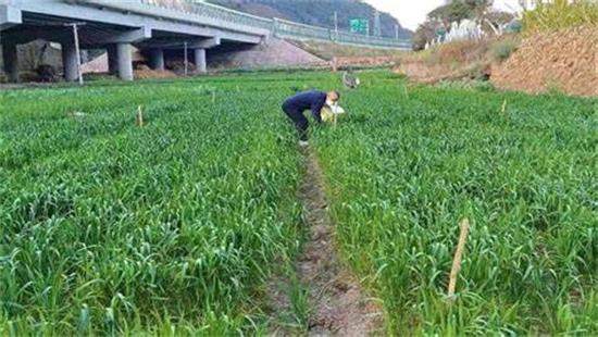 河南臨潁檢察助力“3·15”農(nóng)資打假護(hù)春耕